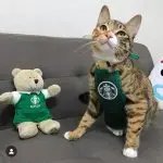 South Korea Cute Star Cat Work Clothes Dog Clothes