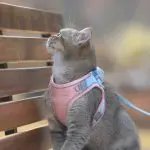 Cat Traction Rope Home Vest-Style Chest Harness
