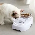 Protect The Cervical Spine Plastic Cat Bowl
