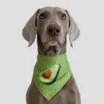 Handmade Summer Refreshing Avocado Pet Scarf Triangle Scarf Universal For Dogs And Cats