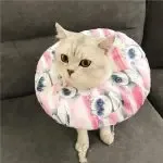 Pet Collar Anti-scratch Headgear Cat Collar For all Seasons