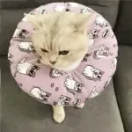 Pet Collar Anti-scratch Headgear Cat Collar For all Seasons