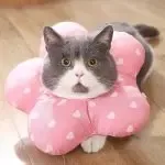 Cat Supplies Anti-bite And Anti-licking Shame Collar