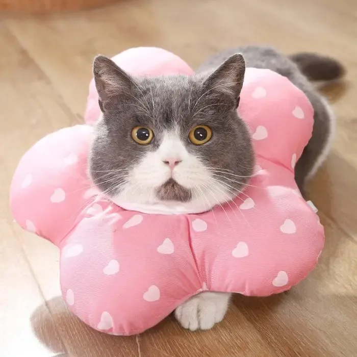 Cat Supplies Anti-bite And Anti-licking Shame Collar