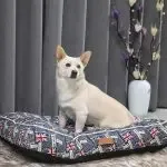 Cat And Dog Nest