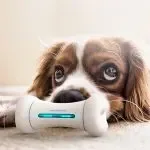 Smart bones Toys Dog Toys