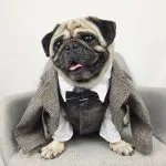 Pet wedding suit