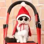Cat Christmas clothes pet cape