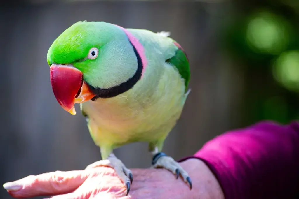 Buy Birds Accessories Online