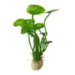 Aquarium Plants For The Fish Tank Aquarium Decoration