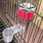 Bird Water Bottle Cup