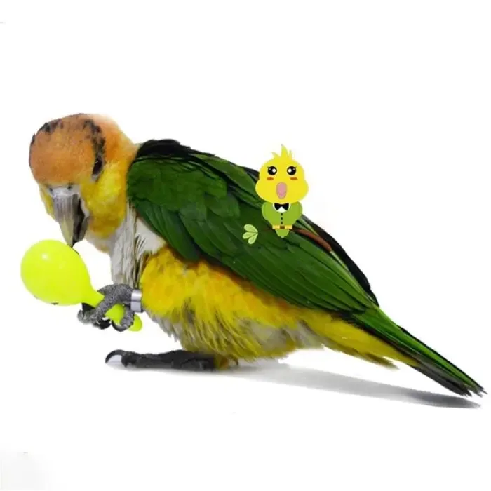 Accessories Play For Birds
