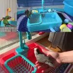 Automatic Bird Bathtub Toys