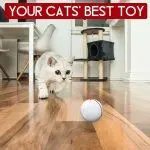 Cat 360 Degree Self Rotating Ball