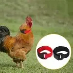 Rooster Neck Collar Supplies