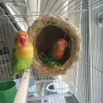 Bird Breeding Nest Winter Warmer