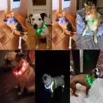 Pet Waterproof USB Rechargeable LED Dog Collar