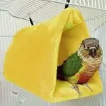 Bird Warm Hanging Cave