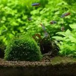 Aquarium Marino Moss Ball Live Plants Filter For Java Shrimps Fish Tank