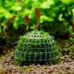 Aquarium Marino Moss Ball Live Plants Filter For Java Shrimps Fish Tank