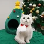 Pet Cat House Dog Bed Kennel Puppy Cave Warm Sleep Bed